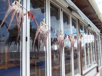 Octopus hanging outside a restaurant to dry, Crete