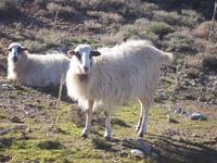 While driving, you have to watch out for SHEEP!