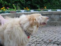 shawnee state park dog 