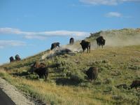 road trip yellowstone national park rjs3 crosscountry usa 