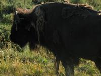 road trip yellowstone national park rjs3 crosscountry usa 