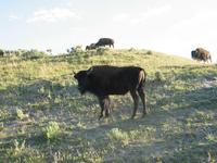 road trip yellowstone national park rjs3 crosscountry usa 