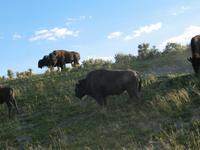 road trip yellowstone national park rjs3 crosscountry usa 