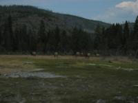 road trip yellowstone national park rjs3 crosscountry usa 