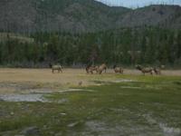 rjs3 crosscountry usa road trip yellowstone national park 