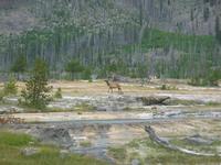 rjs3 crosscountry usa road trip yellowstone national park 