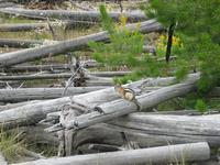 rjs3 crosscountry usa road trip yellowstone national park 