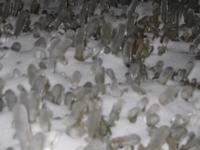 frozed grass