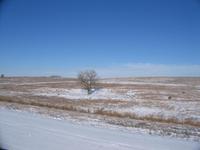 a tree! in kansas!