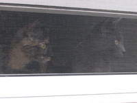 kittens inside!