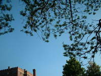Let's throw another frisbee up there to dislodge the first one!  Oh, wait....