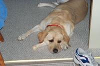 The Dog