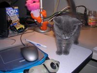 cat 