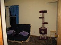 spare bedroom.. the cats have taken over..