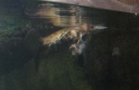 Platapus at the Sydney Aquarium