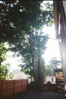 After a limb fell on the neighbor's car we decided to have the tree removed...