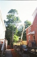 After a limb fell on the neighbor's car we decided to have the tree removed...