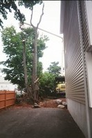 After a limb fell on the neighbor's car we decided to have the tree removed...