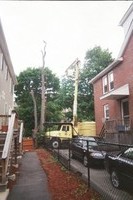 After a limb fell on the neighbor's car we decided to have the tree removed...