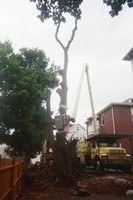 After a limb fell on the neighbor's car we decided to have the tree removed...