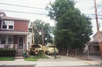 After a limb fell on the neighbor's car we decided to have the tree removed...