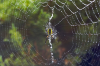 Spider!