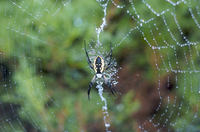 Spider!