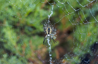 Spider!