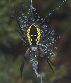 Spider!