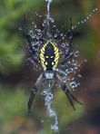 Spider!