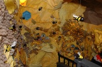 2007 Carnival 