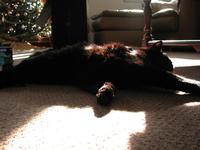 Cat Nap