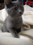 d'aw