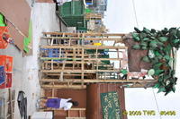 Carnival 2009 