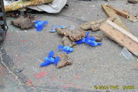 Carnival 2009 
