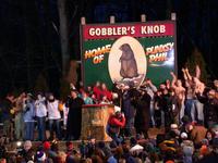 groundhog 
