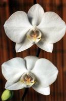 Orchids at Chicago's Lincoln Park Zoo