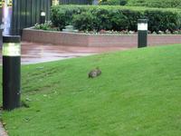 The Epcot Bunny!