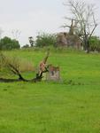 The cute baby giraffe on the 