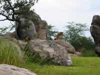 Madame Lion