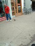 Man walking his duck in Squill.