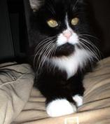 cat 