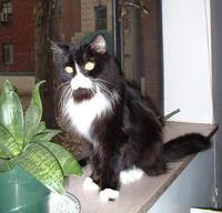 cat 