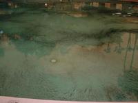 Ash in a swimming pool.